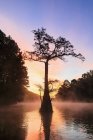 Bald cypress forest at sunrise — Stock Photo