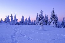 Abetos cobertos de neve de manhã — Fotografia de Stock