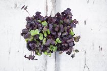 Organic Sango radish cress — Stock Photo