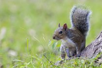 Сірий білка в державний парк — стокове фото