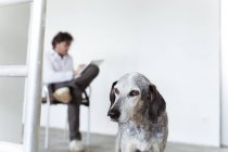 Dog and architect sketching in notebook — Stock Photo