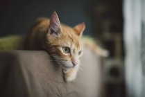 Ginger cat resting — Stock Photo