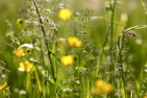 Gräser auf einer Sommerwiese, Nahaufnahme — Stockfoto