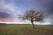 Іспанія, Бургос, краєвид з самотній дерево в сутінках — стокове фото