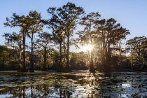 Floresta de cipreste careca — Fotografia de Stock
