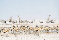 Wild animals near a waterhole — Stock Photo