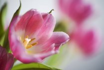 Розовый цветок тюльпана — стоковое фото