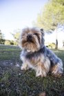 Yorkshire Terrier sentado no prado — Fotografia de Stock