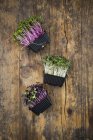 Crescione organico in scatole — Foto stock