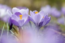 Blüten der lila Dalmatia Krokusse, aus nächster Nähe — Stockfoto