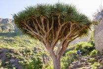Espagne, Îles Canaries, Ténérife, Îles Canaries Dragon Tree avec touriste sur fond — Photo de stock