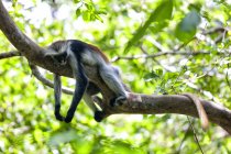 Tanzania, Isola di Zanzibar, Unguja, Zanzibar colobus rosso che dorme sul ramo — Foto stock
