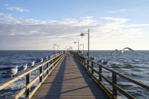 Germania, Usedom, Bansin, gabbiani al molo sull'acqua — Foto stock