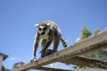 Lemur climbing on cage with blue sky on background — Stock Photo