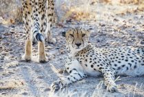 Namibia, Kamanjab, ritratto dei ghepardi nella savana — Foto stock