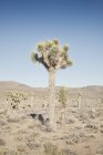 Пустеля сцену з Кактус завод, Каліфорнія, США — стокове фото