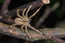 Ctenidae spider closeup view on tree bough — Stock Photo
