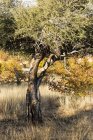 Cola de leopardo (Panthera pardus) colgando de un árbol, África, Botswana - foto de stock