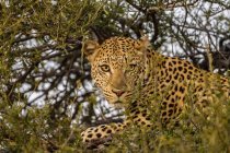 Primer plano del leopardo (Panthera pardus) en árbol, África, Botswana - foto de stock
