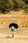 Vue arrière de l'autruche africaine marchant dans la nature — Photo de stock