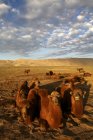 Luz e sombra em dunas de areia com camelos no deserto de Gobi Khongoryn Els Gurvan Saikhan National Park Mongólia — Fotografia de Stock