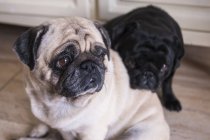 Dois pugs no chão dentro de casa — Fotografia de Stock