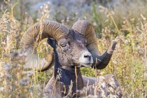 Stati Uniti, Wyoming, Idaho, Parco nazionale di Yellowstone, pecore bighorn — Foto stock