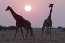 Giraffe nel parco nazionale di Etosha, Namibia — Foto stock