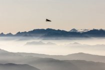 Italy, South Tyrol, bird flying in foggy mountains — Stock Photo