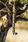 Cauda de leopardo (Panthera pardus) pendurada na vista do close-up da árvore, África, Botsuana — Fotografia de Stock
