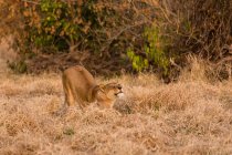 Розтягування Лев на сухою травою поле у вечір сонячного світла — стокове фото
