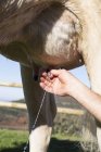 Immagine ritagliata di maschio mano mungitura mucca — Foto stock