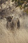 Namibia, guepardo parado en la naturaleza y mirando a la cámara - foto de stock