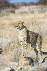 Namibia, Kamanjab, retrato de guepardo en la sabana - foto de stock