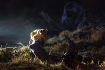 Ночная сцена со львом, лежащим на деревянной ловушке — стоковое фото