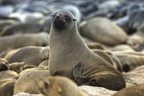 Colonia di Capo Pelliccia Sigilli via mare — Foto stock