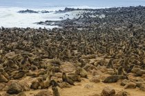Colony of Cape Fur Seals by sea — Stock Photo