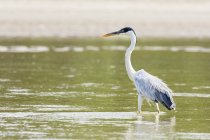 Perú, Parque Nacional Manu, Garza Cocoi vadeando en el agua del río Manu - foto de stock