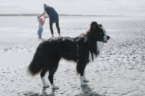 Netherlands, Schiermonnikoog, Border Collie, mother and little daughter on the beach — Stock Photo