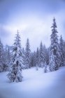 Австрия, Кениг, хвойный лес зимой — стоковое фото