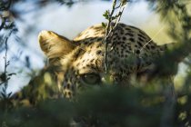 Lurking leopard (Panthera pardus) clsoeup view, Африка, Ботсвана — стоковое фото
