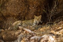 Leopard (Panthera pardus) in natural habitat, Africa, Botswana — Stock Photo