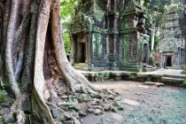 Vista di albero contro tempio antico durante il giorno — Foto stock