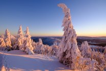 Alemanha, Baviera, Great Arber, Arbermandl, abetos cobertos de neve na montanha — Fotografia de Stock