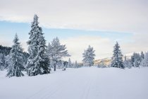 Invierno en Escandinavia - Carrera de esquí de fondo en Blancanieves - foto de stock