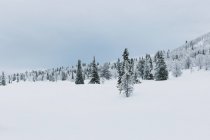 Norvegia, Oppland, Foresta di abeti nel paesaggio invernale — Foto stock
