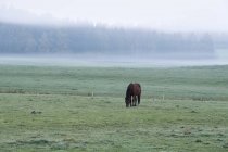 Germania, Baviera, Jenhausen, cavallo sul paddock nella nebbia mattutina — Foto stock