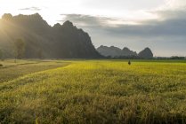 Мьянма, Хпаан, Карсти пейзаж и поля в дневное время — стоковое фото