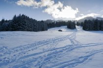 Germania, Nesselwang, paesaggio invernale con alberi sulla neve — Foto stock