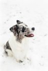Dog sitting in snow with tongue out — Stock Photo